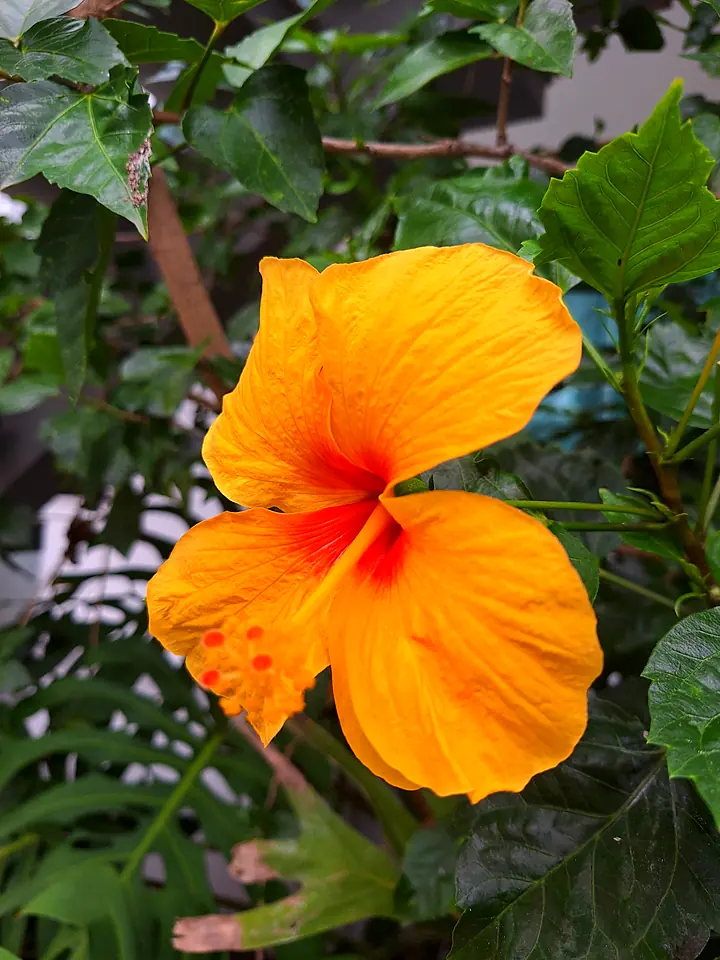 Flor de hibisco amarela no jardim da pousada